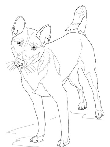 New Guinea Singing Dog Coloring Page